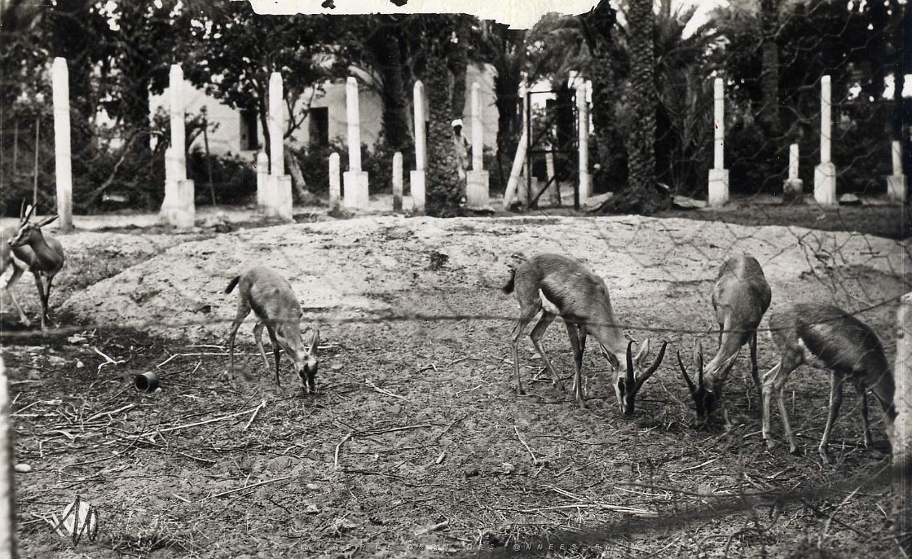 Colomb bechar 513- Gazelles jardin public COLLECTION DES AMIS DE ND DE SANTA CRUZ.jpg